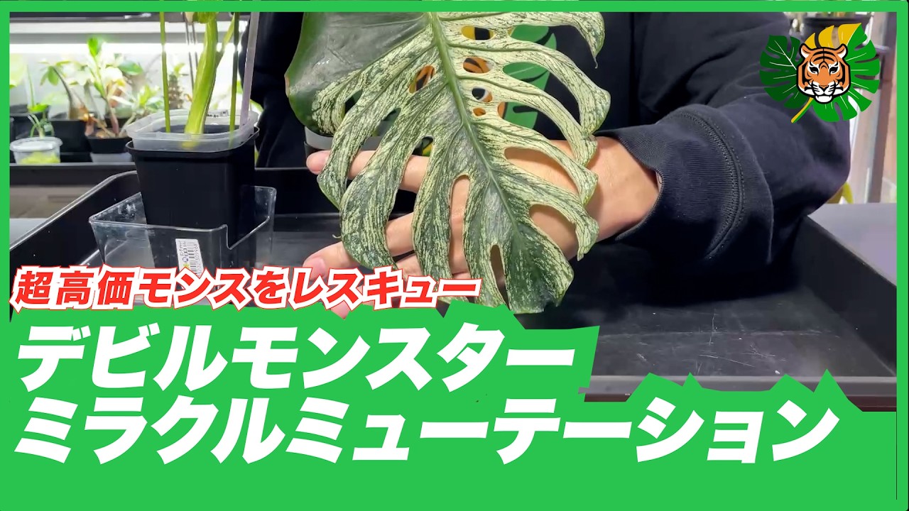 Super expensive Monstera] We are taking in and rescuing Devil