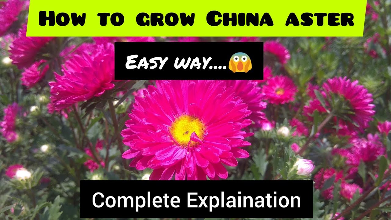 China aster farming