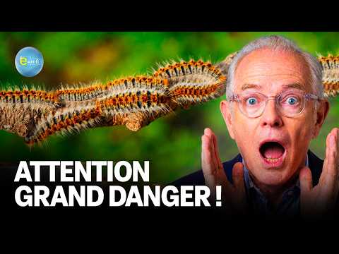 Processionary Caterpillars: Why you should NEVER touch these caterpillars! | E=m6