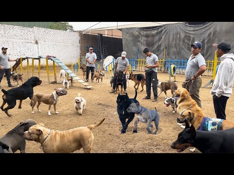 Video: Este Pitbull está demostrando a todos que los perros de pelea pueden ser rehabilitados