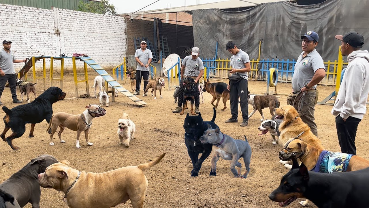 Estos perros llegaron para ser rehabilitados por problemas de conducta 😬