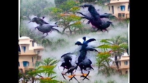 "Flying crows in the misty rains" - CLIP+VQGAN (Text-to-Image) #pollinations #generative #art #machi