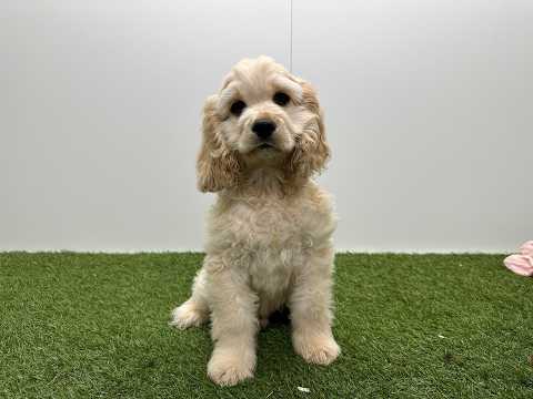 Video van Amerikaanse Cocker Spaniel Mannelijk Beige - PUP-ID 032577247 | Dierenhof Debrabandere