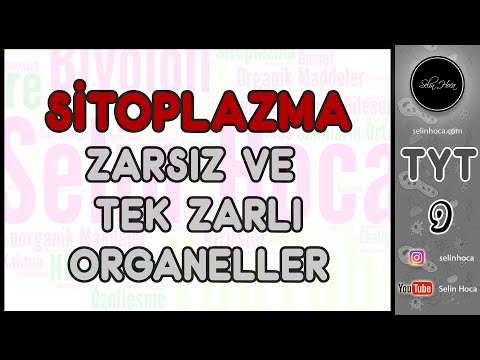 15) Sitoplazma 1 (Zarsız ve Tek Zarlı Organeller)