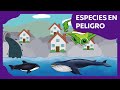 Especies en peligro | Planeta Darwin | Ciencias naturales