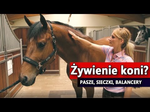 Wideo: Jak Karmić Konia