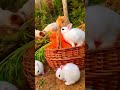New trending status !! cute rabbit status 🥀!! WhatsApp status !!#whatsappstatus#rabbit #adorabledog