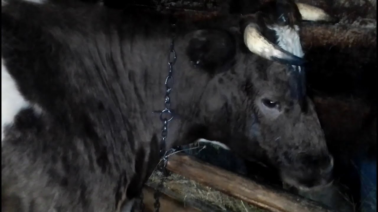 Моя корова. Признаки скорого отёла.