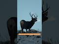Mule Deer Hunt in the Rut! #hunting
