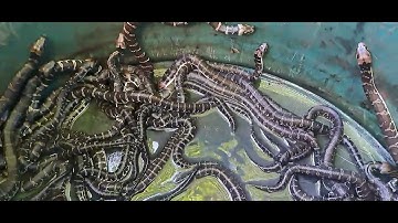 giao rắn ri cá cho khách mấy ngày mới cho ăn đt 0355783381