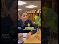 Parrot Roast Officer Part 2 #funny #talkingparot #viral #parrot #funnyanimal #birds