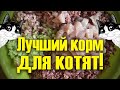 Какой корм лучше давать котятам, состав корма для котят