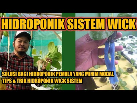 SISTEM WICK HIDROPONIK - Solusi Bagi Pemula Yang Baru Mau Mencoba Hidroponik, Minim Modal & Simpel
