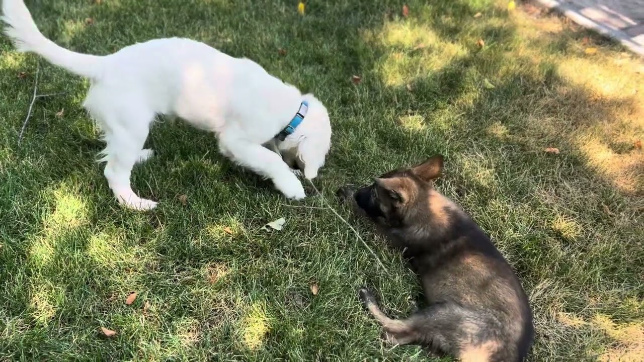 Freya and Duke, Puppy Socialization, 10-12 weeks old