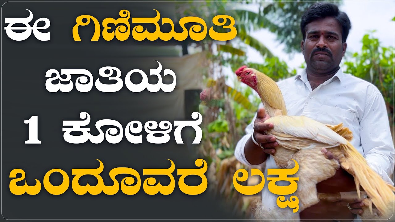 ಪ್ಯಾರೆಟ್ ಬೀಕ್ ಕೋಳಿ ಸಾಕುವುದರಿಂದ ಉತ್ತಮ ಲಾಭ | Parrot Beak Chickens Farming Profitable | Kannada Farmer