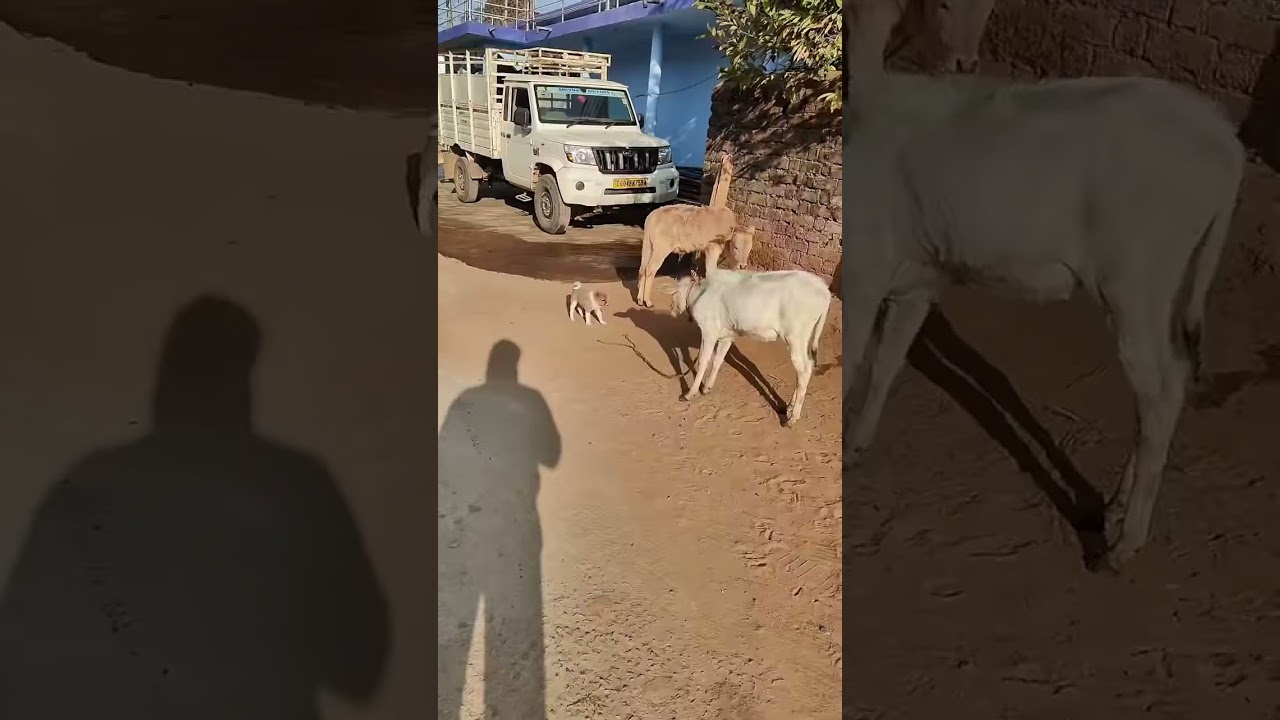 🔥730Videos in 365 Days – 2026 with making 1Million from Youtube Challenge🔥🧿 