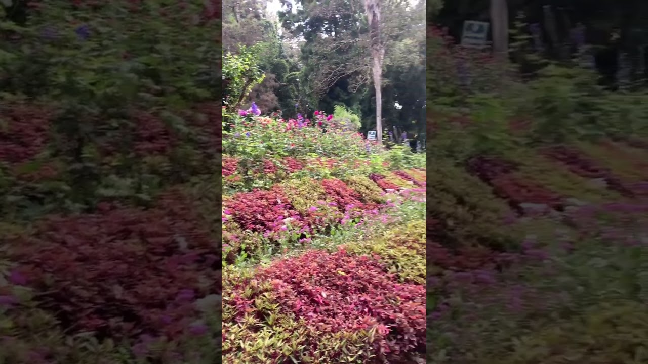 Beautiful Garden🪴🌸🌺🪴 