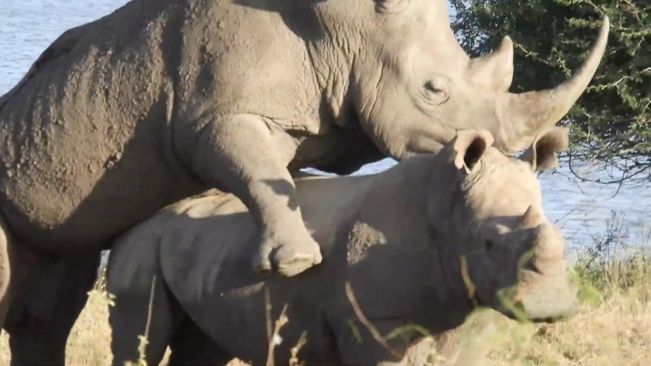 iMovie, Marabou storks, Africa, Kenya, Nairobi National Park, white rhinos,...