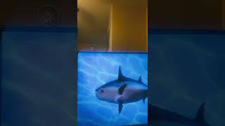 Spongebob Intro Fandub French From Switzerland