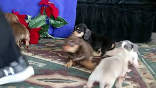 Dachshund Mix Puppies For Sale John Stoltzfus