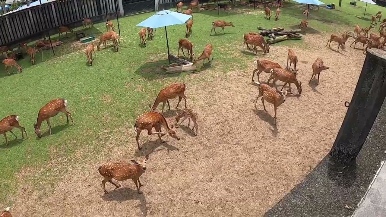 子鹿ちゃん大集合　公開終了まであとわずか！