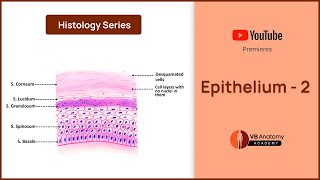 Epithelium Part 2: Tissues in Depth