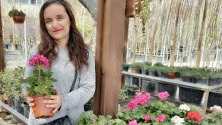EN GÜZEL SARDUNYALAR / ÇİÇEK FİYATLARI / NASIL ÇİÇEK ALINIR / ÇİÇEK ALMANIN SIRLARI / ÇİÇEKÇİ FİDAN