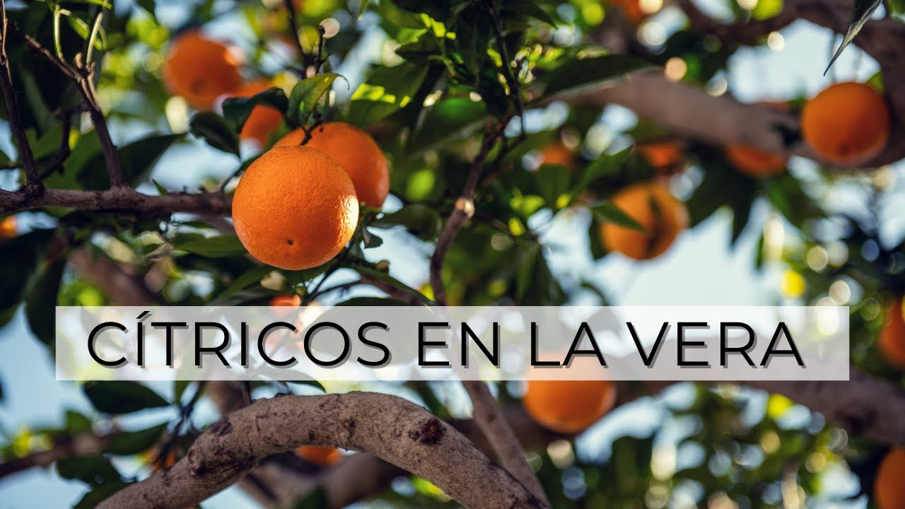 Cultivo de CÍTRICOS en La VERA | Cooperativa Agroecológica de Montaña