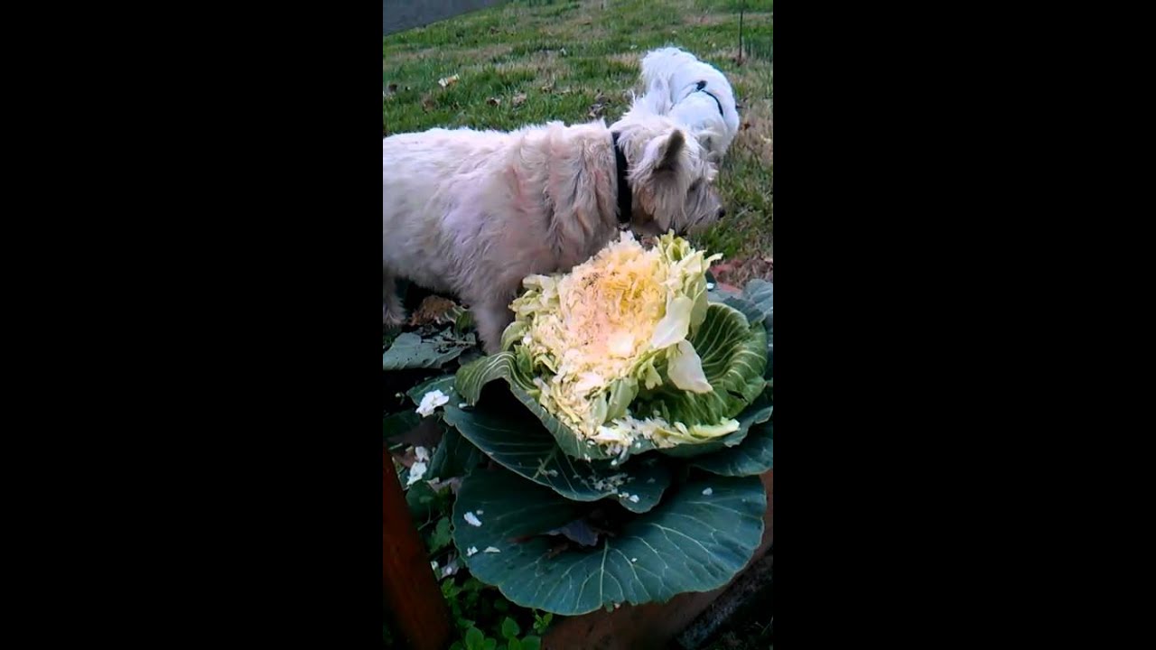 Dog eating cabbage from garden YouTube