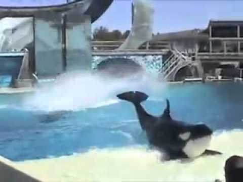 تصویری: دادگاه تصمیم می گیرد که نهنگ های SeaWorld غیرقانونی 