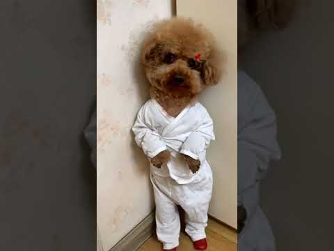 الشهرة صعبة سونا   البيجامه  