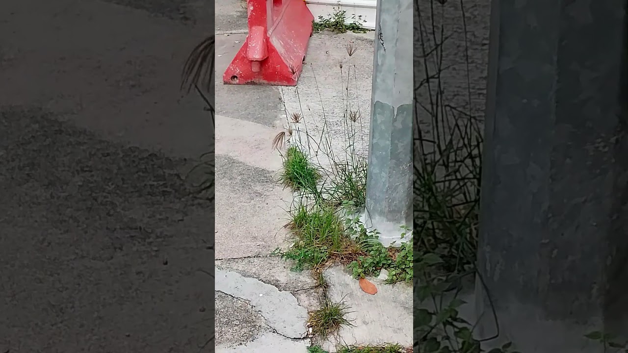 🇸🇬 Roadside Scenery