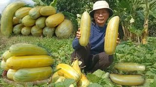 How to Grow Honeydew Melon from Seeds to Harvest / Growing Honeydew Melon by NY SOKHOM