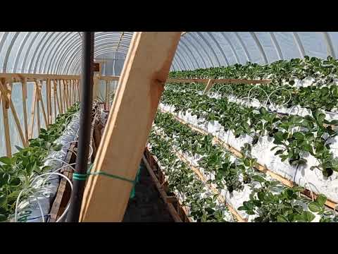 Video: Braškių Auginimas Naudojant Olandišką Technologiją