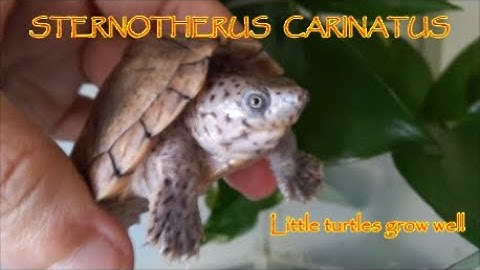 STERNOTHERUS CARINATUS * Razorback Musk Turtles Baby update* SMALL TURTLES GROW AND EAT* Tartarughe*
