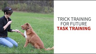 Trick training and your service dog by My Service Dog and Me 1,242 views 2 years ago 6 minutes, 4 seconds