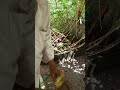 bamboo converting to fiber bunch by hammering