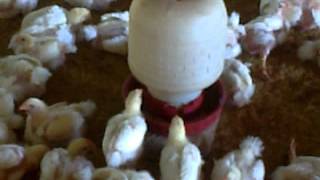 Broiler Farming, In Sub-continent