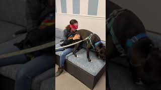 Guessing the shelter dog - blindfolded! by Best Friends Animal Society 259 views 2 months ago 1 minute, 3 seconds