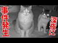 最近猫が疲れているので監視カメラで深夜の様子を見てみたらとんでもない事実が判明しました…