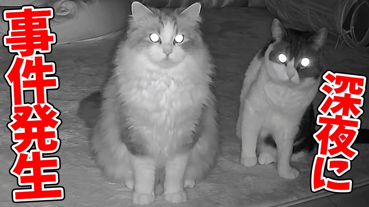 最近猫が疲れているので監視カメラで深夜の様子を見てみたらとんでも