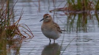 Sharp-tailed Sandpiper in Washington State! by Cherokee Outdoor Productions 607 views 1 year ago 4 minutes, 58 seconds