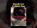 ワンコの計画が台無しになった理由