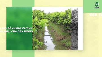 CHITO-M55 CỨNG CÂY, CHỐNG ĐỔ NGÃ, CHỐNG NỨT TRÁI, THỐI TRÁI