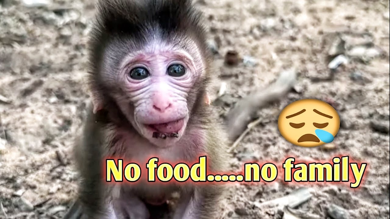 No Food… No Family Baby Monkey’s Sad Story in village / given banana at the end