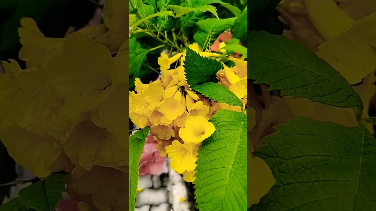 flower 🌹🌼 plant ☘️🌵#shortvideos #flowerplant