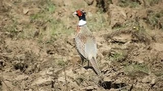 ФАЗАН / фото ОХОТА / Pheasant Hunting ФАЗАН / фото ОХОТА / Pheasant Hunting