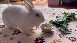 おやつに囲まれてるさくちゃん