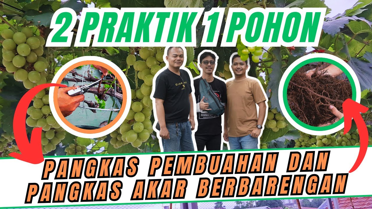 KOK POHON NGGAK MATI❓️ PANGKAS PEMBUAHAN & PANGKAS AKAR POHON ANGGUR DONETSKY OGONYOK DI POT 60