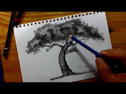 Video: Cara Menggambar Pohon Birch